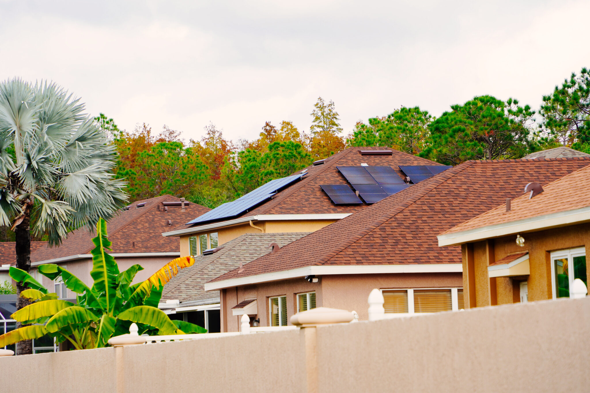 Rooftops of colorful  residential homes surrounded by palm trees